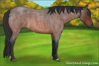 Horse Color:Unknown 