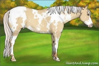 Horse Color:White Spotted Silver Classic Champagne Dun Sabino Frame