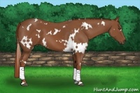 Horse Color:White Spotted Chestnut 