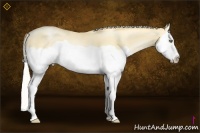 Horse Color:Silver Amber Champagne Pearl Dun Splash
