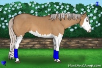 Horse Color:Silver Bay Dun Sabino Splash