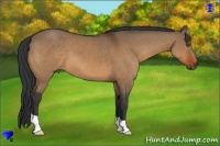 Horse Color:Bay Dun