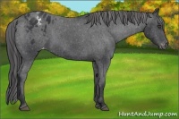 Horse Color:Black Appaloosa 