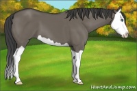 Horse Color:Smoky Grullo Splash