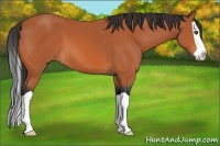 Horse Color:Bay Splash 