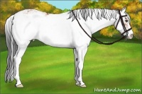 Horse Color:Bay Sabino 