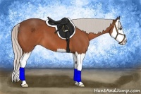 Horse Color:Silver Bay Sabino Splash 