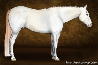 Horse Color:White Spotted Amber Cream Champagne Pearl Dun