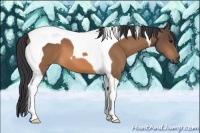 Horse Color:Buckskin Tobiano