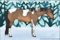 Horse Color:Buckskin Tobiano