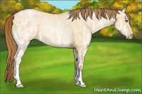 Horse Color:Bay Ice Pearl Dun Rabicano 