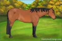 Horse Color:Bay 