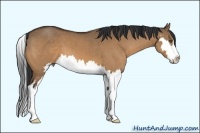 Horse Color:Bay Dun Sabino Splash Frame 