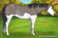 Horse Color:Grullo Splash Rabicano 