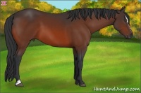 Horse Color:Bay Sabino 