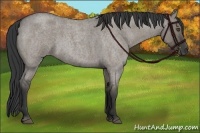 Horse Color:Grullo Roan 