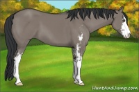 Horse Color:Grullo Sabino