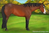 Horse Color:Bay Sabino Splash Frame 