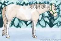 Horse Color:Perlino Roan Tobiano