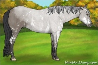 Horse Color:Grullo Sabino  Brindle