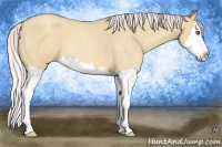 Horse Color:Silver Classic Champagne Roan Dun Sabino Splash 