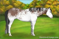 Horse Color:White Spotted Bay Roan Splash 