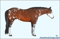 Horse Color:Bay Sabino 