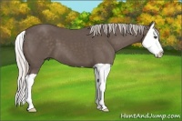 Horse Color:Unknown 