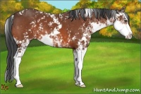 Horse Color:Bay Sabino 