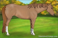 Horse Color:Red Roan 