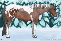 Horse Color:Bay Tobiano Appaloosa