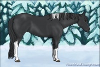 Horse Color:Black Tobiano 
