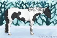 Horse Color:Black Tobiano 