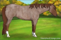 Horse Color:Red Roan 