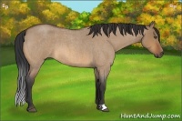 Horse Color:Bay Roan Dun 