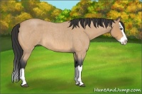Horse Color:Buckskin Roan Splash 