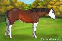 Horse Color:Bay Splash 