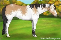 Horse Color:White Spotted Bay Dun 