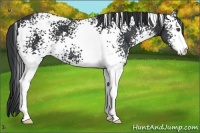 Horse Color:White Spotted Black Sabino