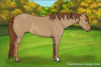 Horse Color:Red Dun