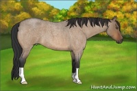 Horse Color:Bay Roan Dun