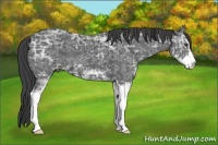 Horse Color:Smoky Black Ice Sabino 
