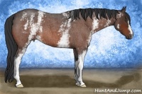 Horse Color:White Spotted Bay Roan 