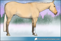 Horse Color:Silver Buckskin Dun 