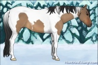 Horse Color:Bay Roan Dun Tobiano