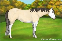 Horse Color:Buckskin Roan Dun Splash