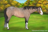Horse Color:Buckskin Roan Splash Rabicano