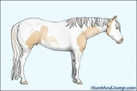 Horse Color:Silver Bay Pearl Dun Splash Tobiano