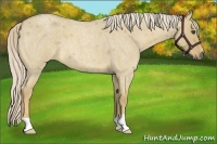 Horse Color:Palomino Roan Dun 