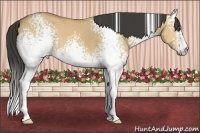 Horse Color:White Spotted Buckskin Dun Sabino 